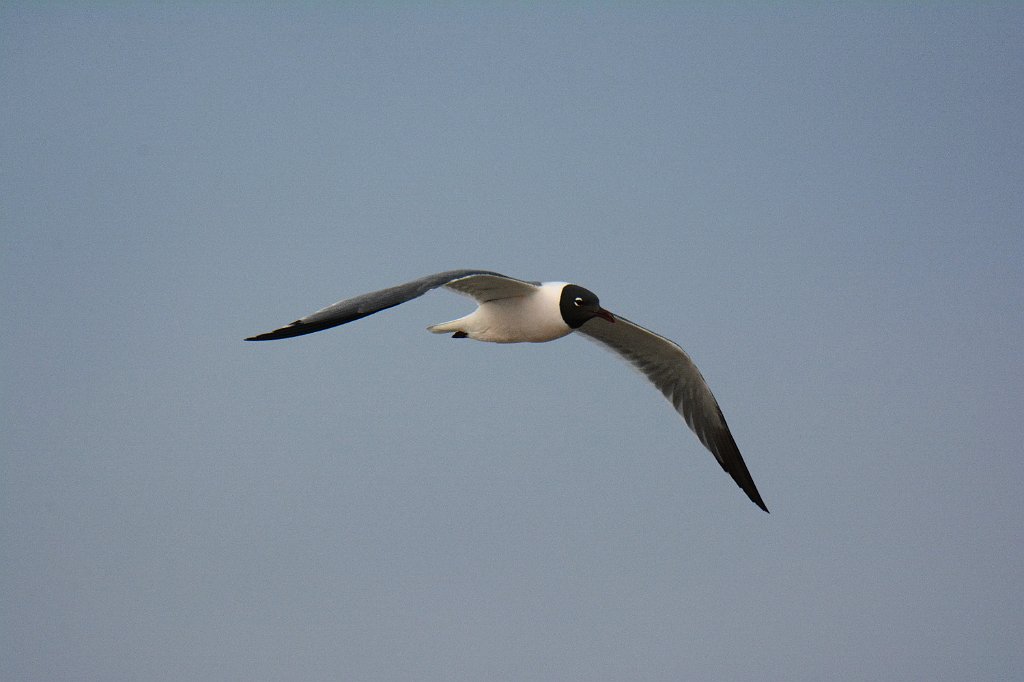 Gull, Laughing, 2016-04026147 Chincoteague NWR, VA.JPG - Laughing Gull in flight. Chincoteague National Wildlife Refuge, VA, 4-2-2016